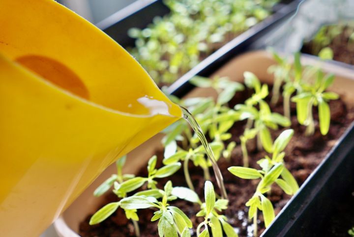 Садоводам предложили необычные емкости для выращивания рассады