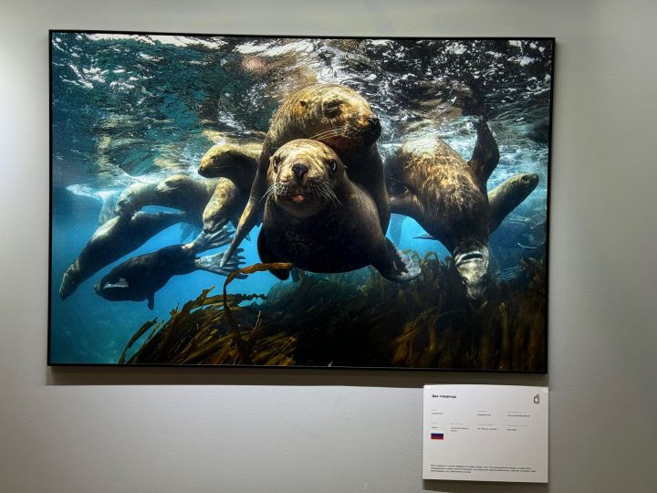 Фотографии под водой челнинского бизнесмена выставили на фестивале в Москве