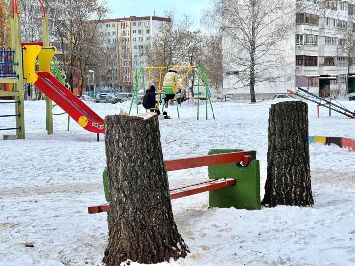 Никто не думал, что он вымахают до 9 этажа: какие деревья идут под снос по программе «Наш двор»