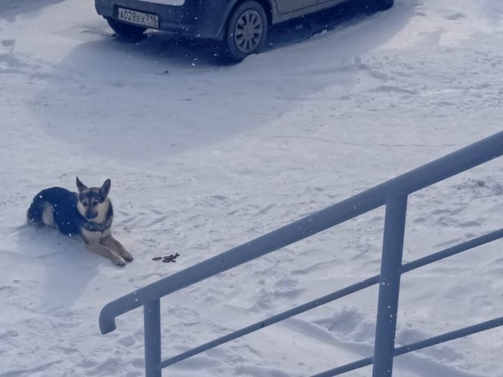 В Татарстане ищут хозяев для местного Хатико