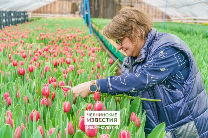 Цветочный рай: Гогрзеленхоз вырастил для челнинок 120 тысяч тюльпанов к 8 Марта