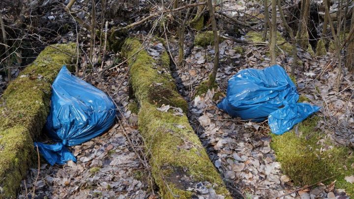 Шильнинский лес пытаются защитить от квадроциклов и строительного мусора