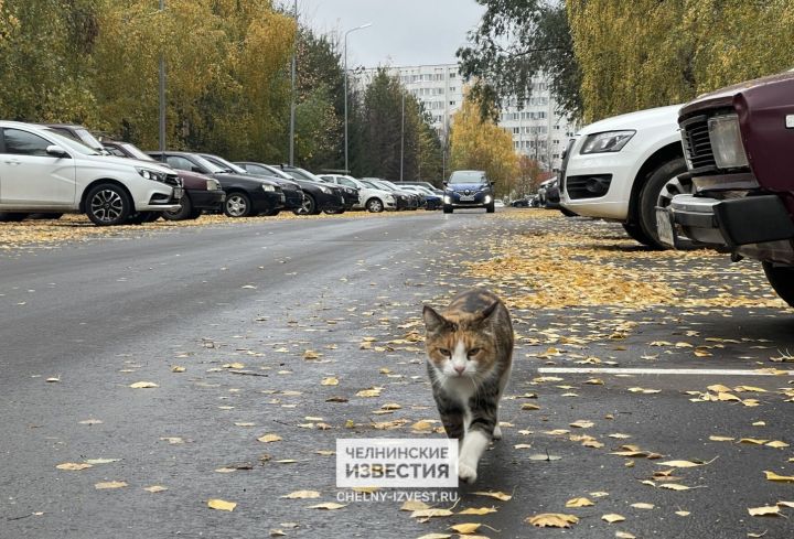 В Татарстан из Москвы дойдет макровихрь с мокрым снегом