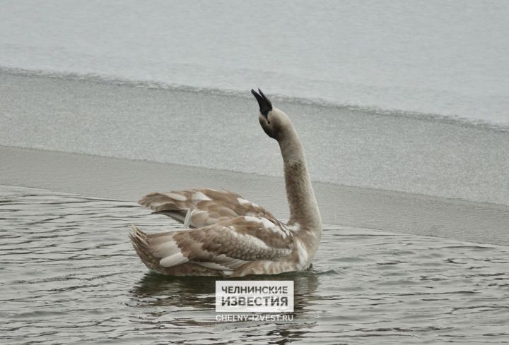 В Набережных Челнах специалисты ждут замерзания воды, чтобы спасти хромого молодого лебедя