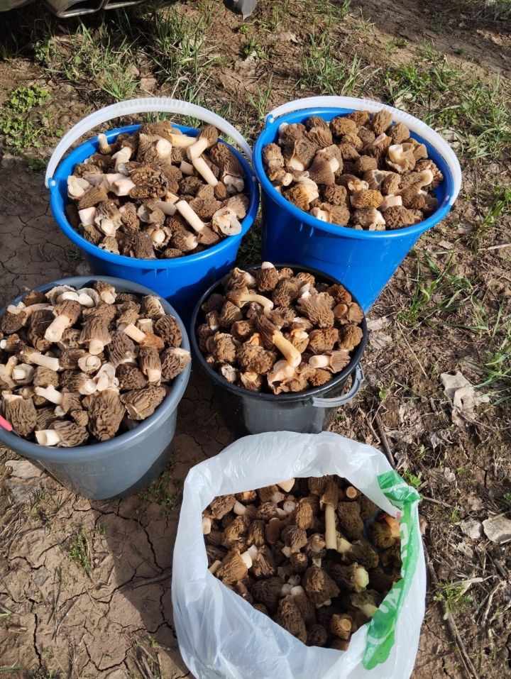 Челнинцы ведрами собирают первые грибы – сморчки