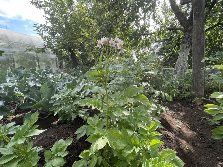 Дачники Татарстана назвали точные народные приметы для посадки картофеля