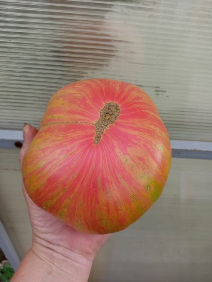 Календарь огородника: как вырастить помидор весом более килограмма