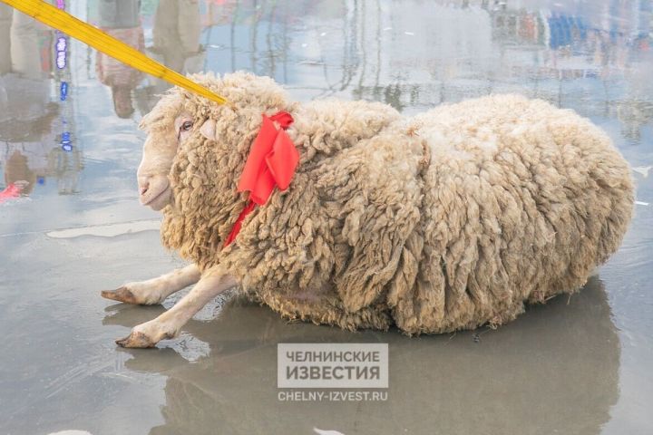 Пасмурно и зябко: в Татарстане продолжатся «овечьи холода»