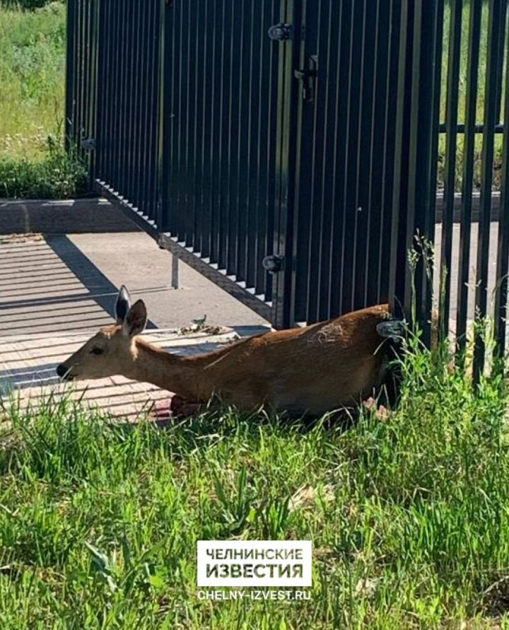 В Челнах спасли косулю, застрявшую в заборе жилого комплекса