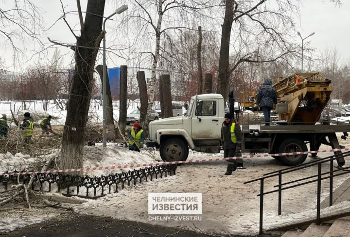 Пока спят - это безопасно: в Челнах проводится зимняя обрезка деревьев