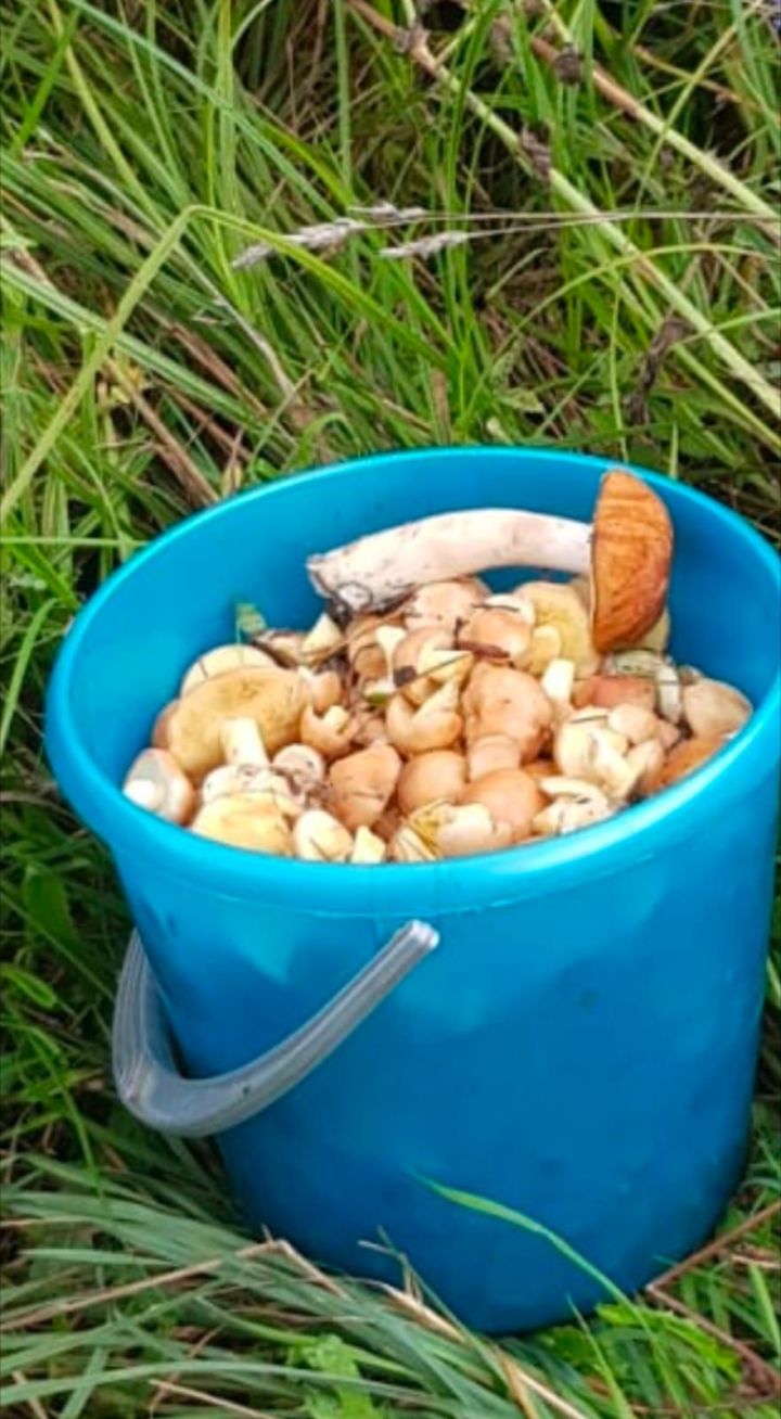 Грибной сезон: что искать в лесу поздней осенью