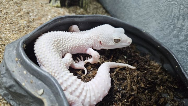 В челнинском дельфинарии появились безымянные попугаи и ящерица