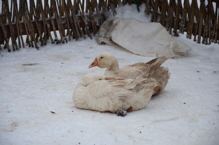 В Челнах на ярмарках появились первые тушки гусей