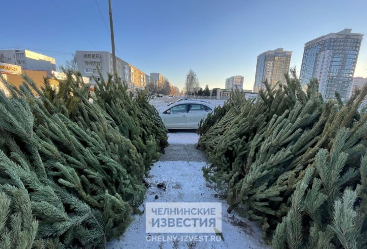 В Челнах утвердили места продажи новогодних елок В Челнах утвердили места продажи новогодних елок