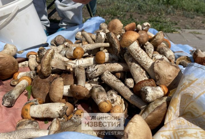 В Челнах зафиксирован рекорд: ни одного отравления грибами В Челнах зафиксирован рекорд: ни одного отравления грибами