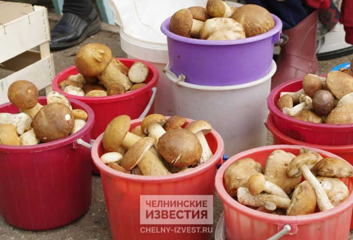 Календарь огородника: как выращивать грибы на дачном участке Календарь огородника: как выращивать грибы на дачном участке