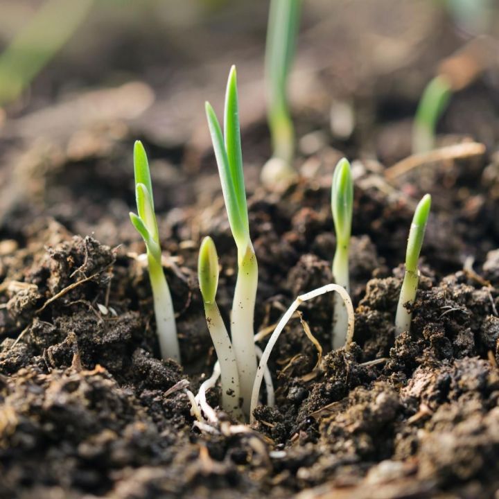 У дачников — горе: аномально теплая осень в Татарстане разбудила озимый лук