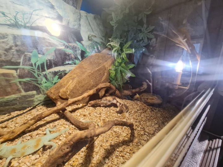 Еда и животные под угрозой: прокуратура потребовала закрыть кафе «Медвежий угол»