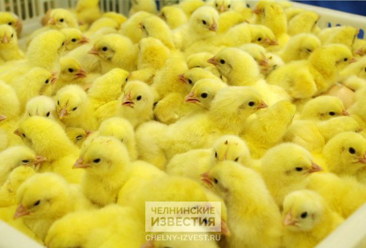 В Татарстане свирепствует птичий грипп: введен карантин