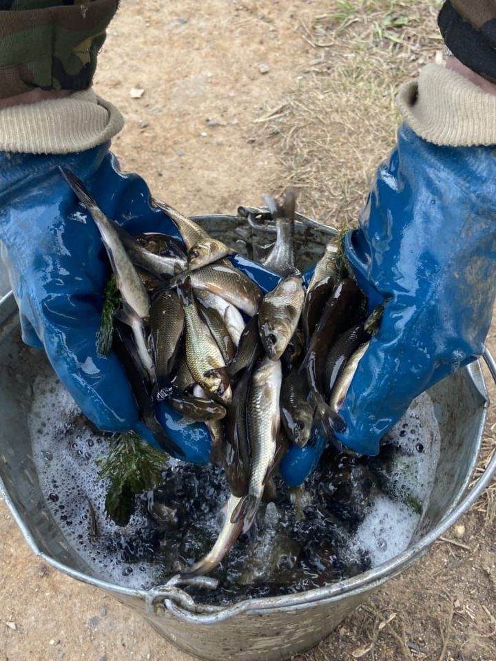 «Челныводоканал» выпустил в Каму 15 тысяч мальков сазана