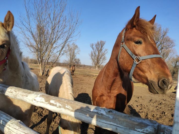 В экопарке «Диводворье» нашли нарушения в содержании животных