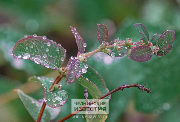 Зима не торопится: в выходные в Татарстан придет аномальное тепло