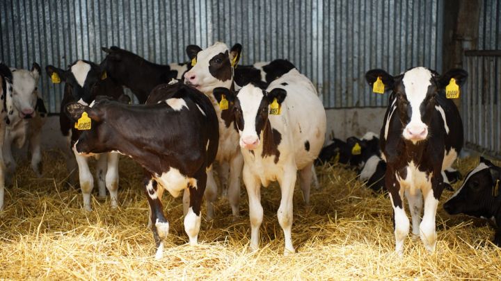 Поддержка татарстанских фермеров: открыт прием заявок на возмещение затрат