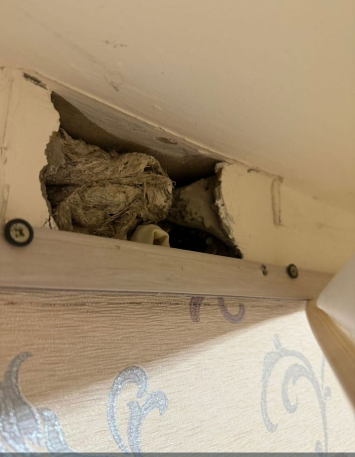 Челнинская семья обнаружила домик  мыши под натяжным потолком