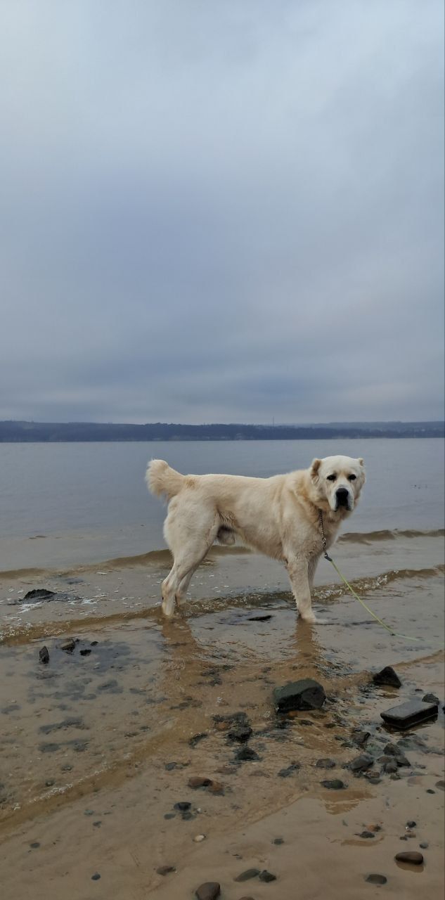 Пес Минниханова устал ждать зиму: в Татарстане аномальное тепло