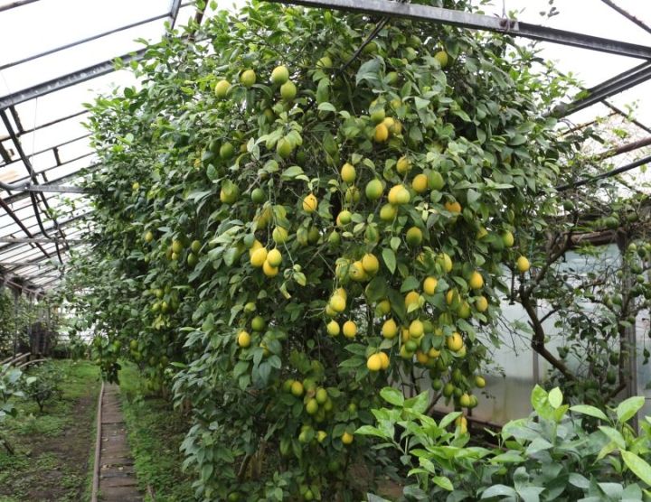 В теплице челнинского КБК начали собирать 33-й по счету урожай лимонов