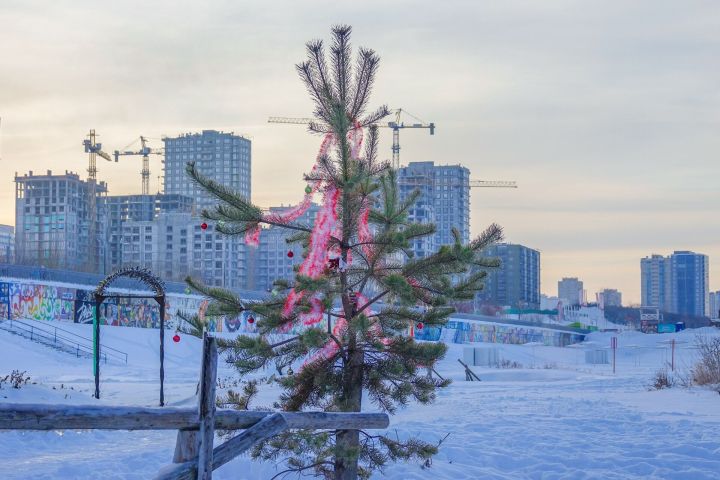 В Челнах экотренд: елки на Новый год берут в аренду
