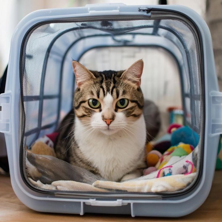 Кошка пассажирки спряталась в туалете аэропорта: животное доставали 12 часов