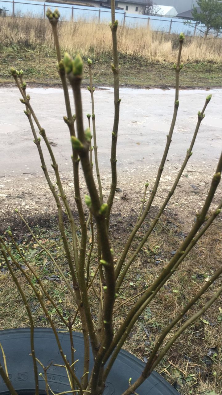 Без снега урожая ягод будет мало: в Татарстане начали набухать почки на деревьях