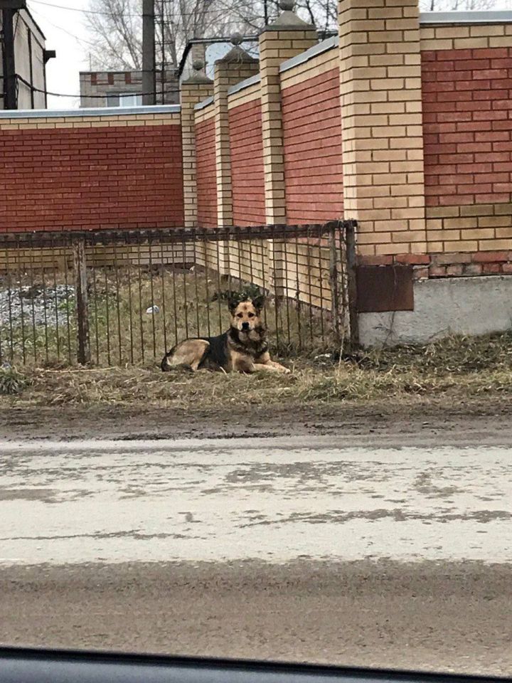 В Набережных Челнах прошли рейды по выявлению безнадзорных животных