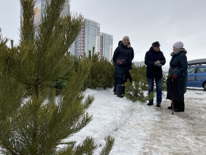 Сколько просят за главный символ Нового года в Набережных Челнах