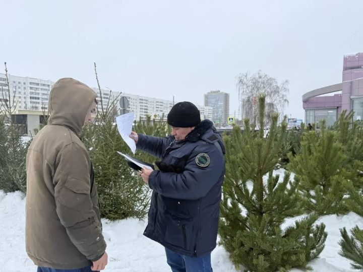 «Елки-палки!»: в Челнах проверяют хвойные базары