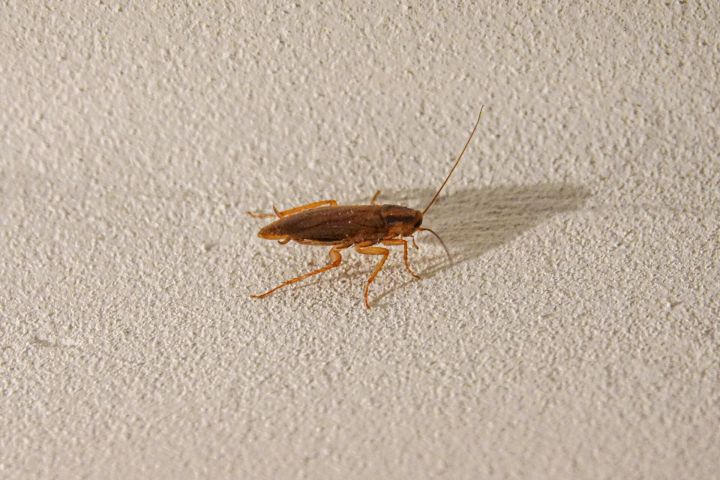 Директор школы №17 в Челнах прокомментировала жалобы на тараканов