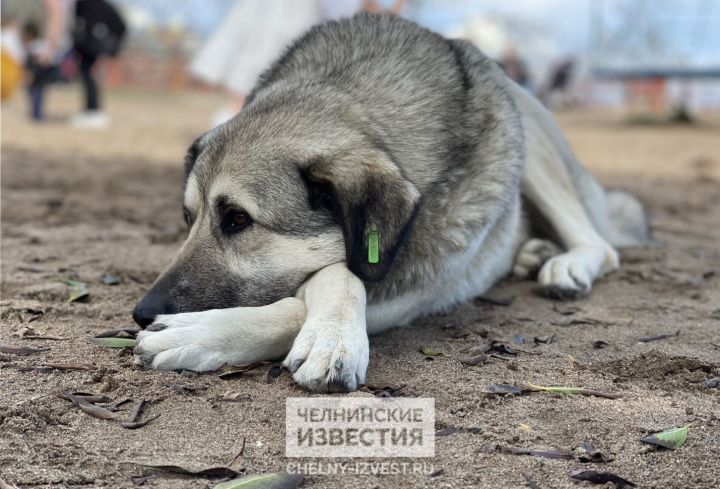 Закон «одного укуса»: в Татарстане будут усыплять бродячих собак