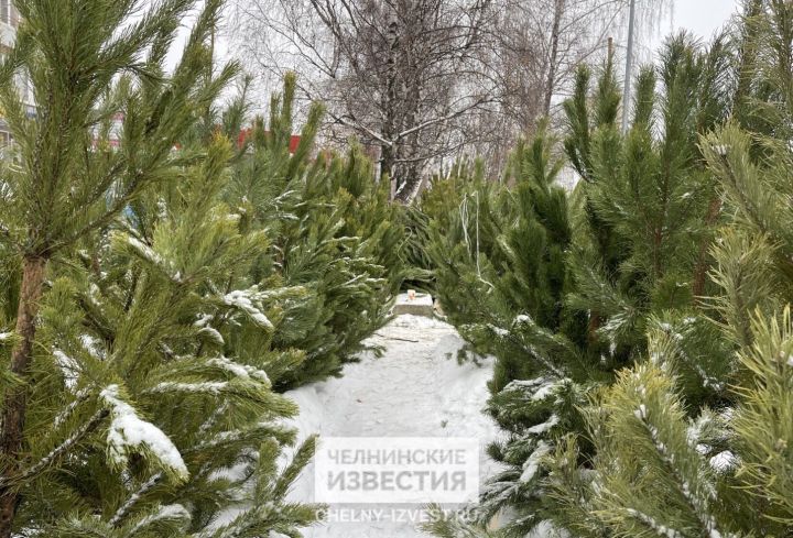 Массовые «клещи» на новогодних елях оказались безвредной тлей