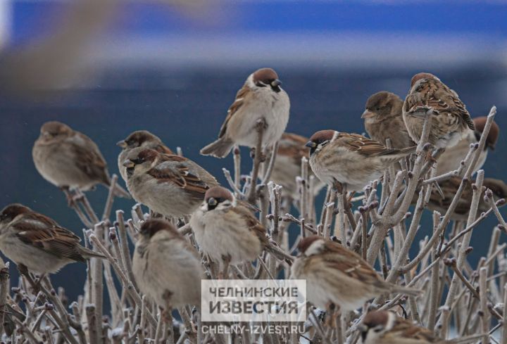 Синоптики Татарстана рассказали, какой будет последняя неделя декабря