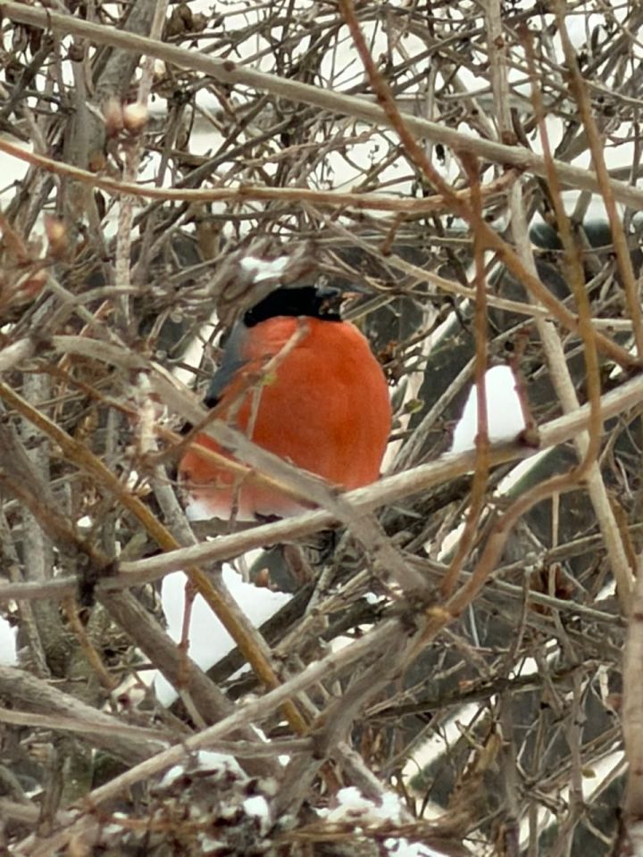 В воскресенье в Татарстане ожидается снег с метелью и гололедица