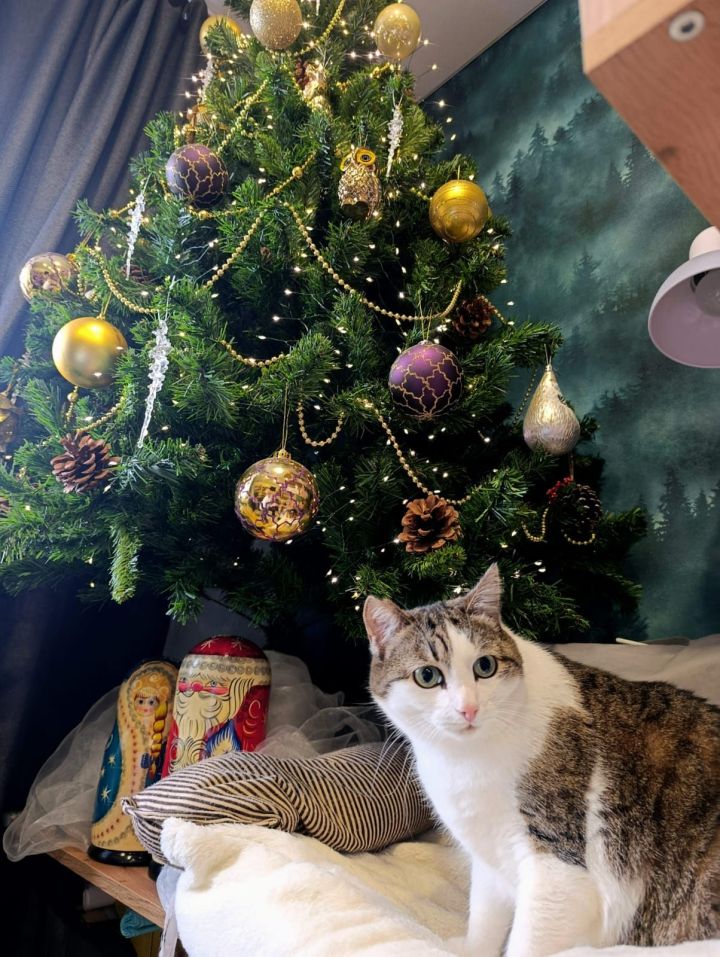 Ветврач Пожидаева:  для кошек «дождик»  смертельно опасен