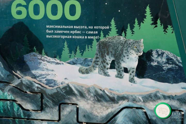 Возродить снежного барса: Татарстан присоединился к экопроекту