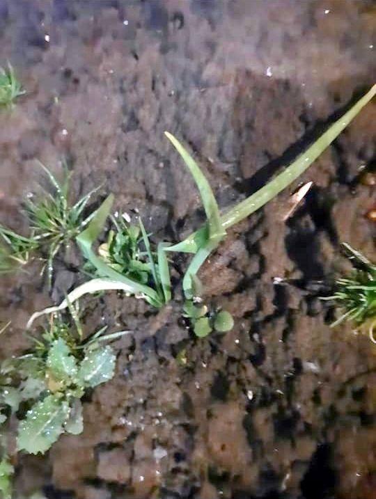 Витамины на грядке: зелёный лук взошел в декабре