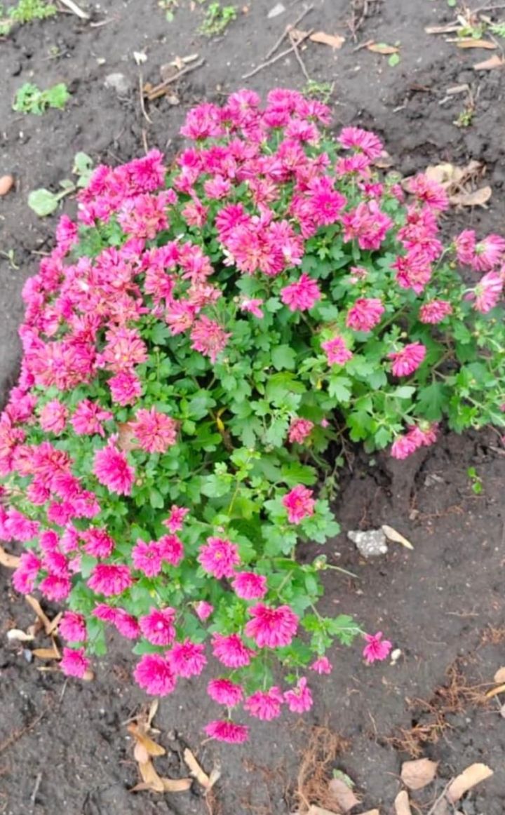 Хризантемы в декабре: уход и зимовка