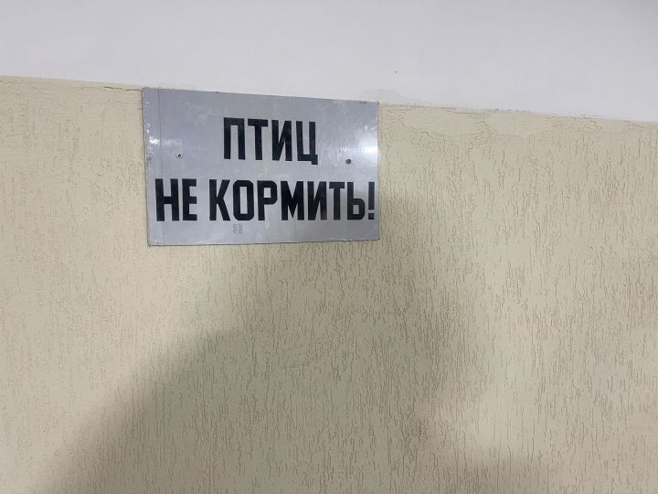 Жителей Набережных Челнов попросили не кормить птиц в подземных переходах