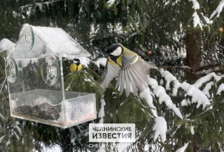 Температура на четыре градуса ниже нормы: в Татарстан пришла настоящая зима