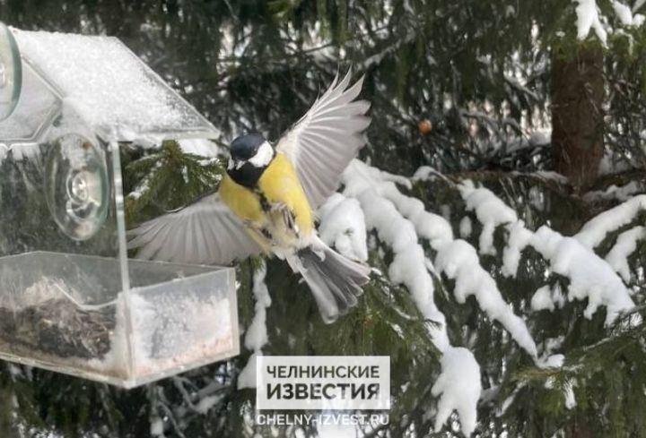 Во вторник в Набережных Челнах будет морозно