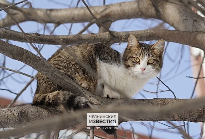 Февраль не будет лютовать: Сибирский антициклон несет в Татарстан слабые морозы