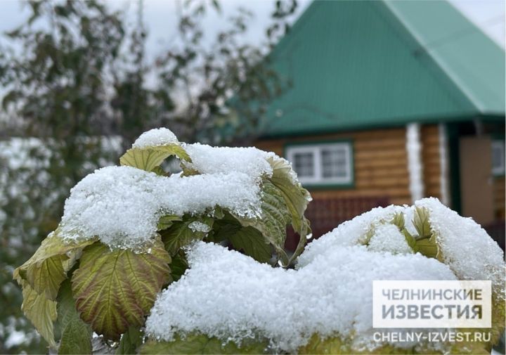 В России создадут комитет садоводов-огородников